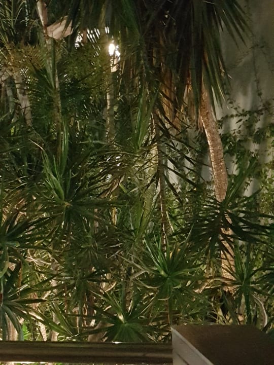 Gartenanlage Adrián Hoteles Colón Guanahaní - Adults only