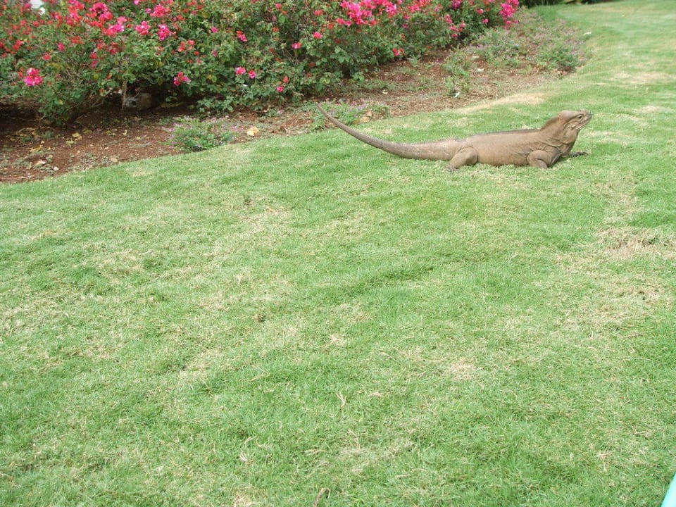 Haustiere Hotel Viva Dominicus Palace by Wyndham-All Inclusive Resort