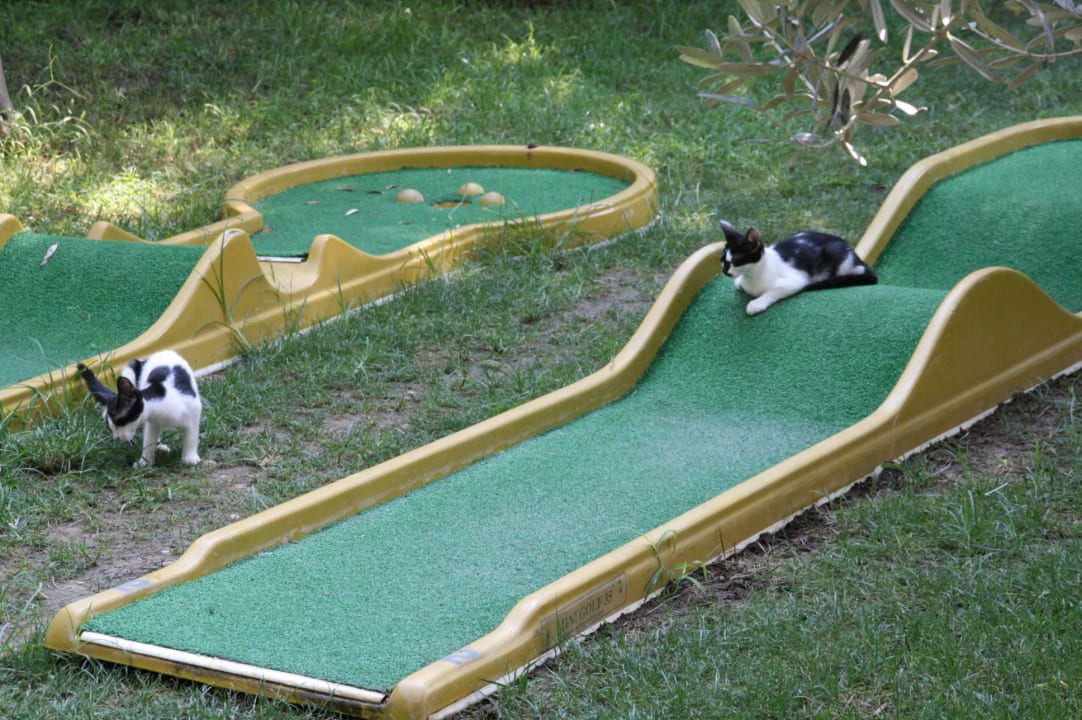Minigolf mit Katzen Hotel Gardenia Beach