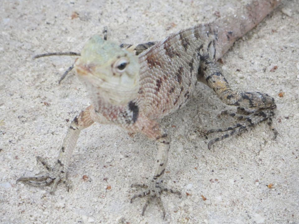 Friedliche Eidechsen überall in der Anlage Adaaran Select Hudhuran Fushi - Premium All Inclusive