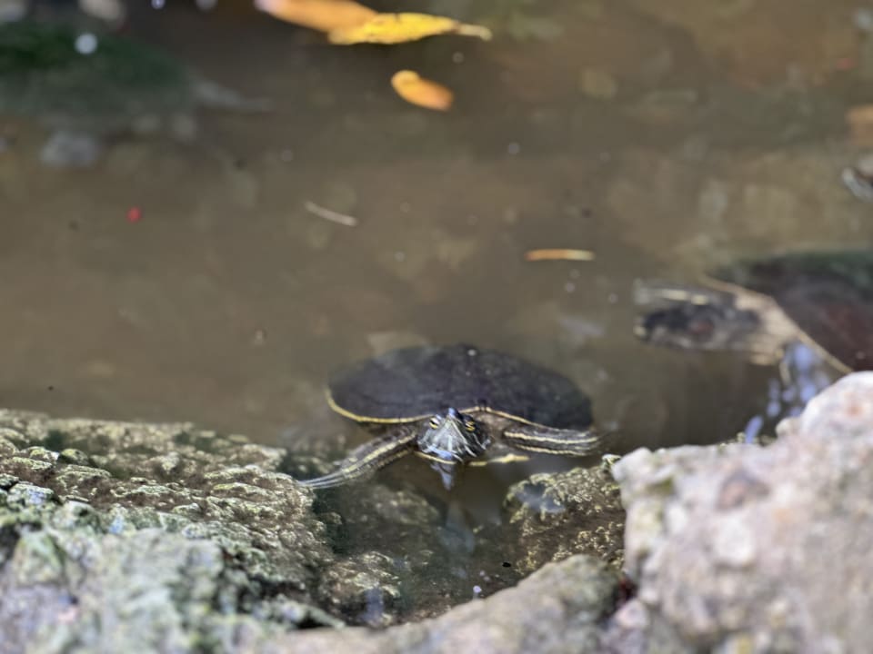 Gartenanlage Caribe Deluxe Princess