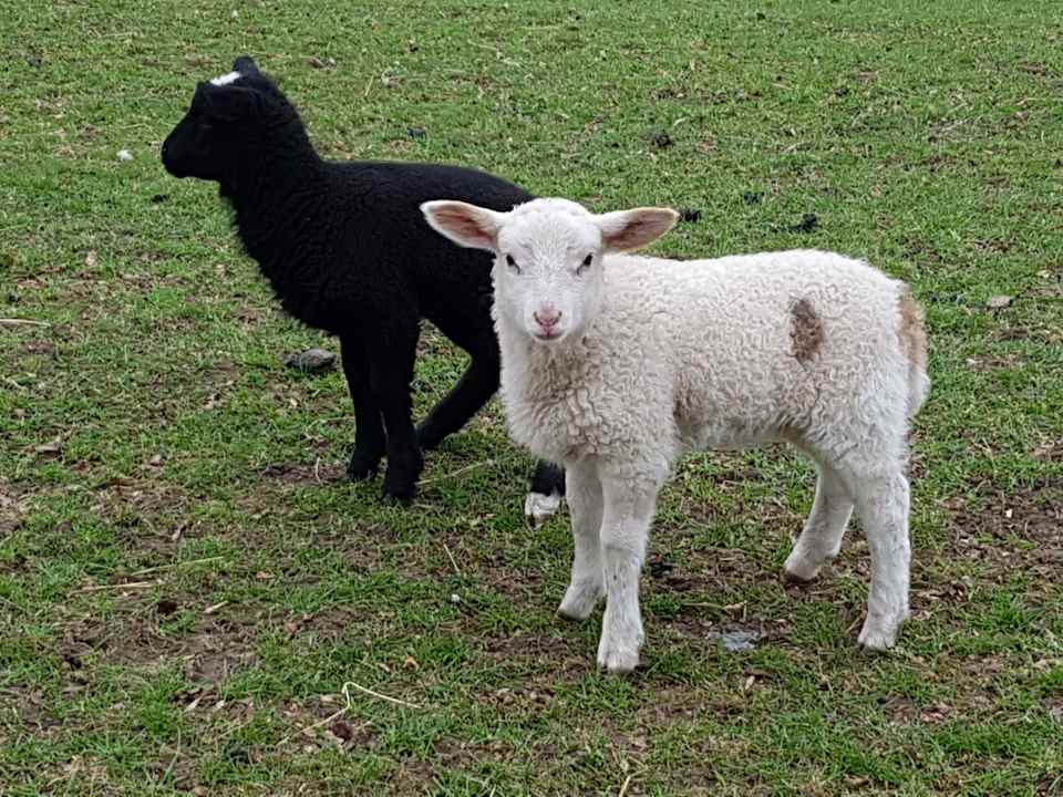 Sonstiges Ferienhof Albert