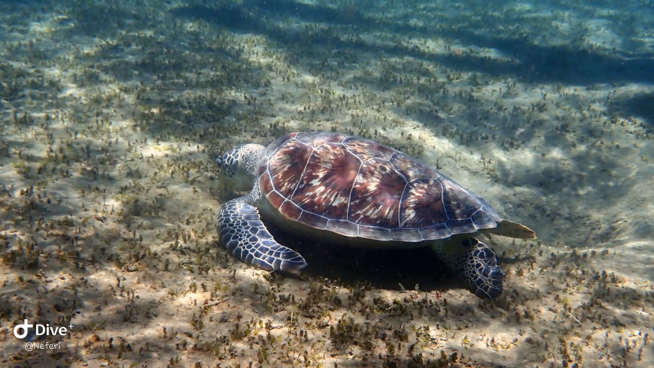 Sport & Freizeit Lahami Bay Beach Resort