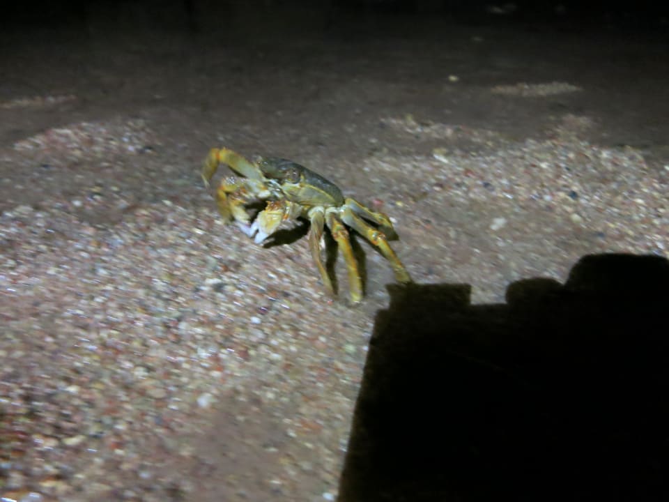 Meeresbewohner Grand Makadi