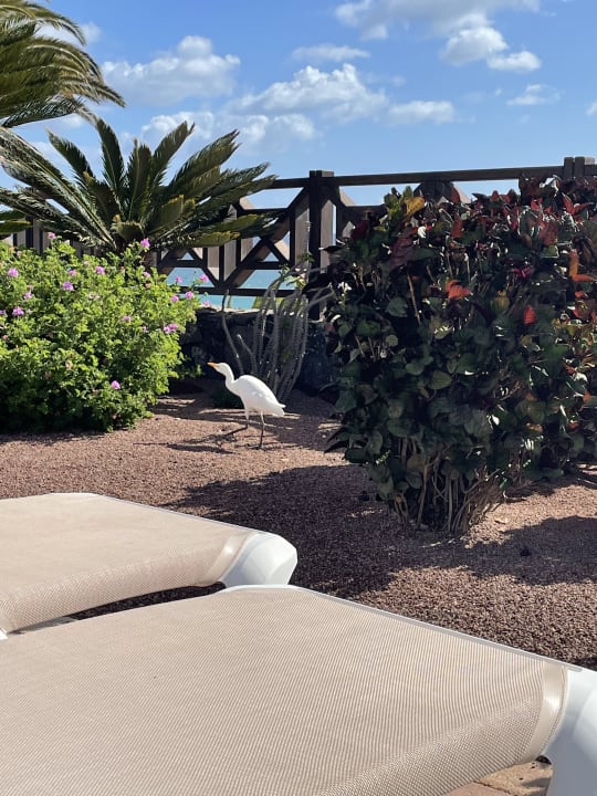 Gartenanlage R2 Pajara Beach