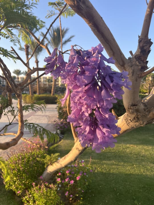 Gartenanlage Palm Royale Resort - Soma Bay
