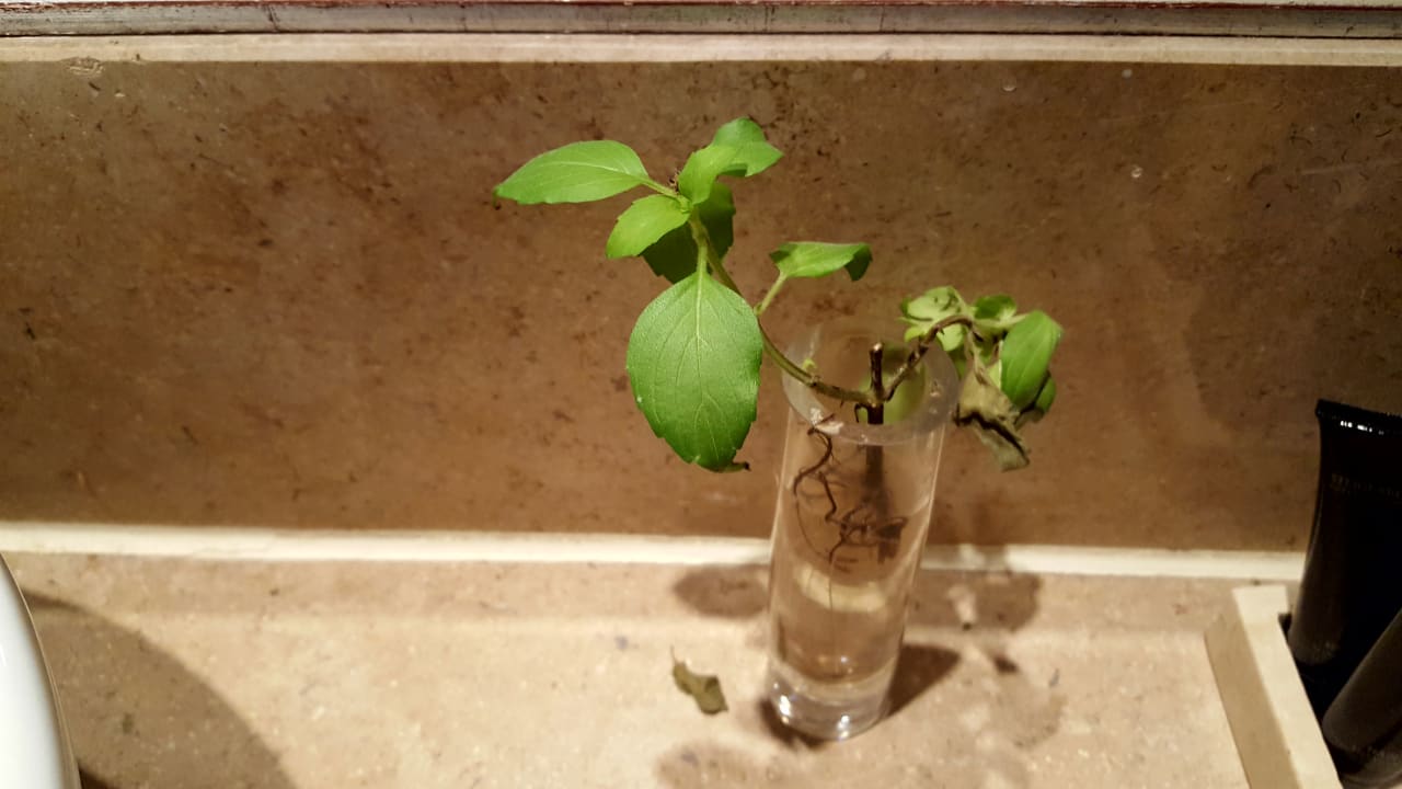 Unser 10-tägiger Blumenschmuck. 5-Sterne? Steigenberger Makadi Hotel - Adults only