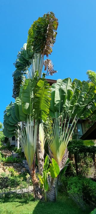 Gartenanlage Nora Buri Resort & Spa