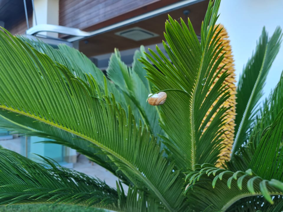 Gartenanlage Sunis Evren Beach Resort Hotel & Spa