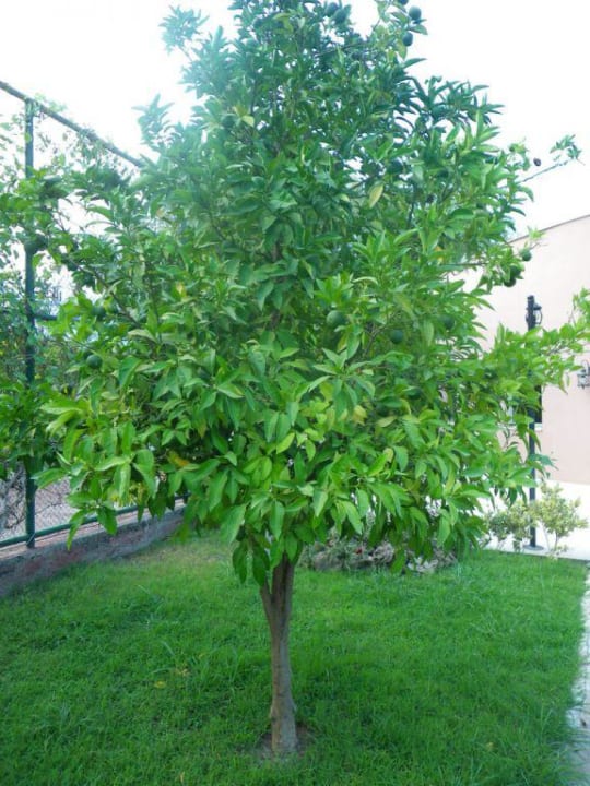 Pflanzenwelt Greenwood Greenwood Kemer Resort