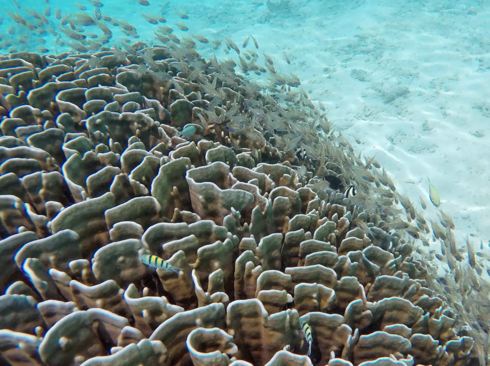 Strand NH Collection Maldives Havodda Resort