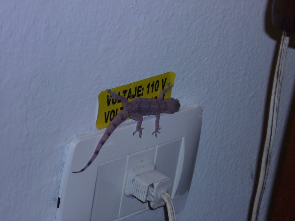 Tiere im Zimmer  BelleVue Dominican Bay