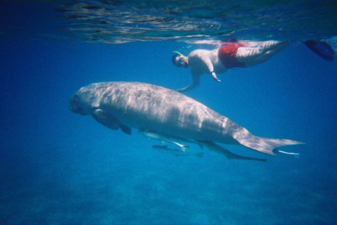 Dyzurny hotelowy dugong Malikia Resort Abu Dabbab