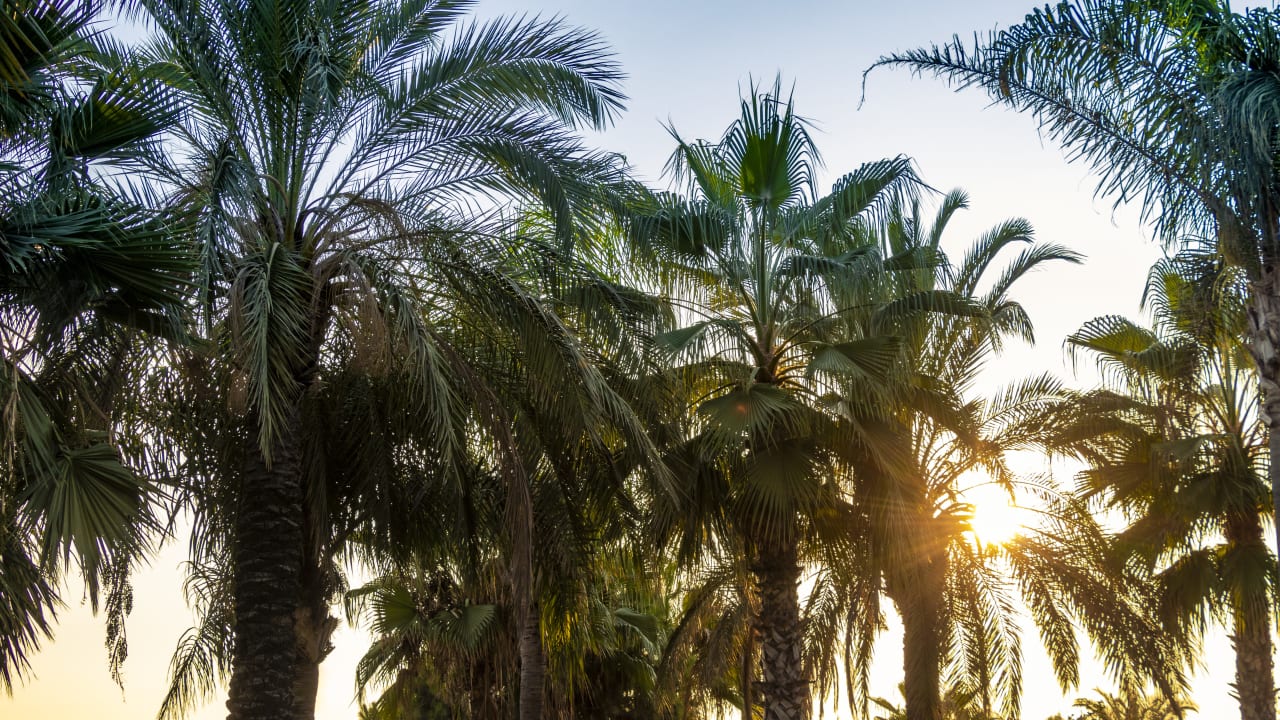 Gartenanlage Arycanda Kirman Premium