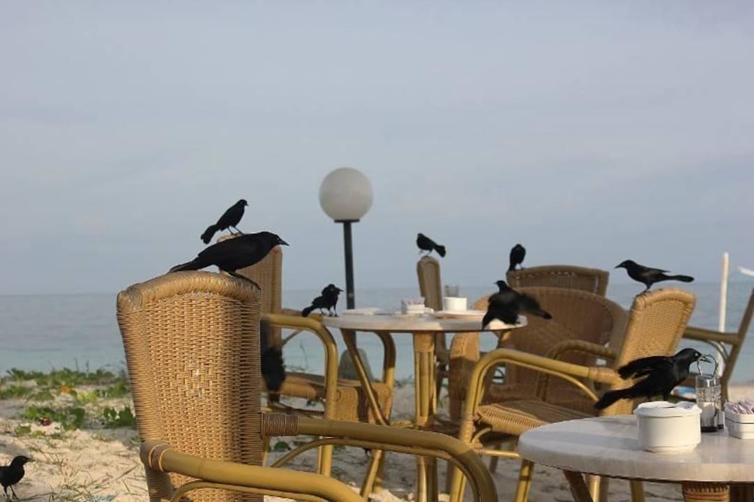 Die Vögel Cayo Levisa