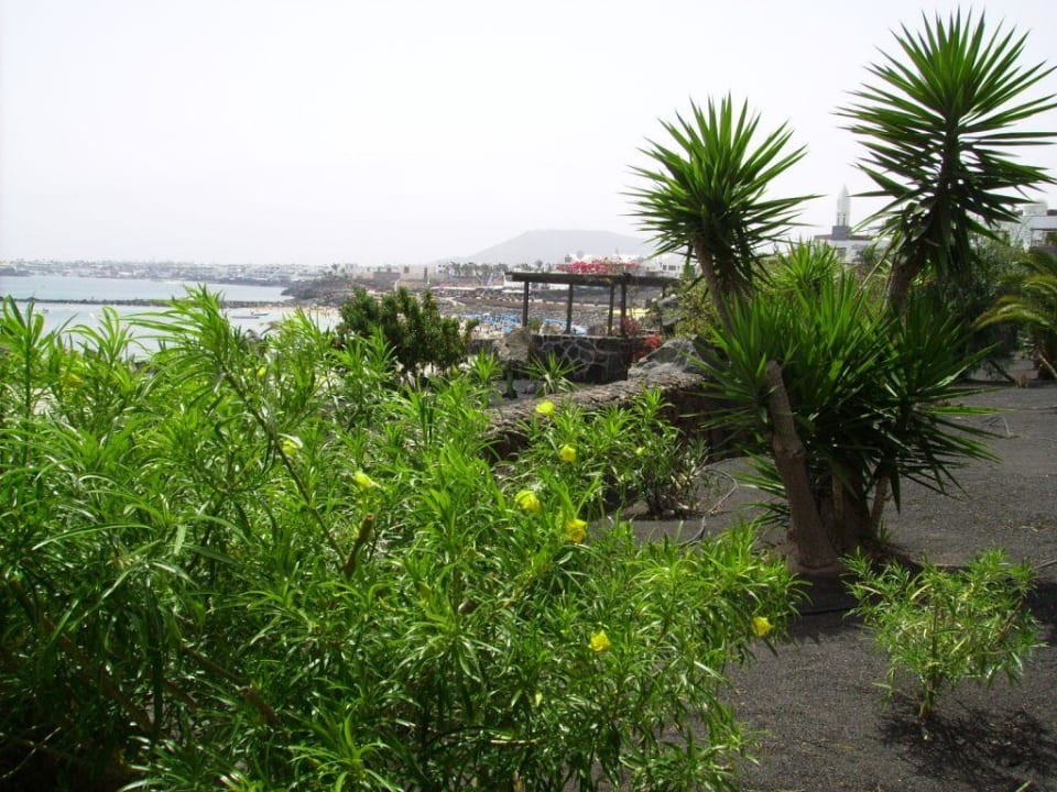 Blick vom Garten auf die Playa Dorada Dreams Lanzarote Playa Dorada Resort & Spa