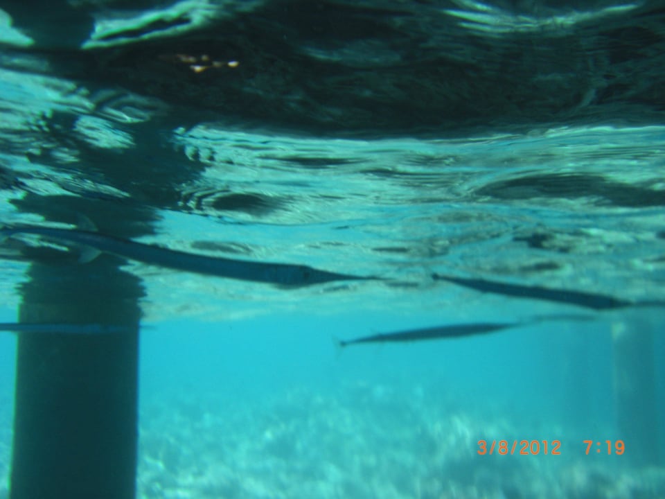 Kleine Barracudas am Nordsteg Adaaran Select Meedhupparu Island Resort - Premium All Inclusive