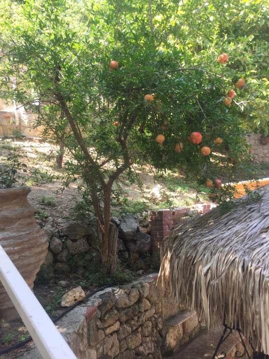 Gartenanlage The Beach House