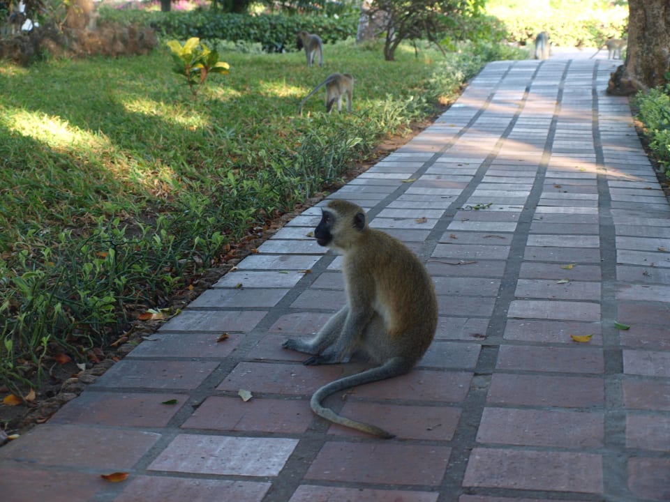 Vor ihnen ist man nicht sicher  Hotel Diani Sea Lodge