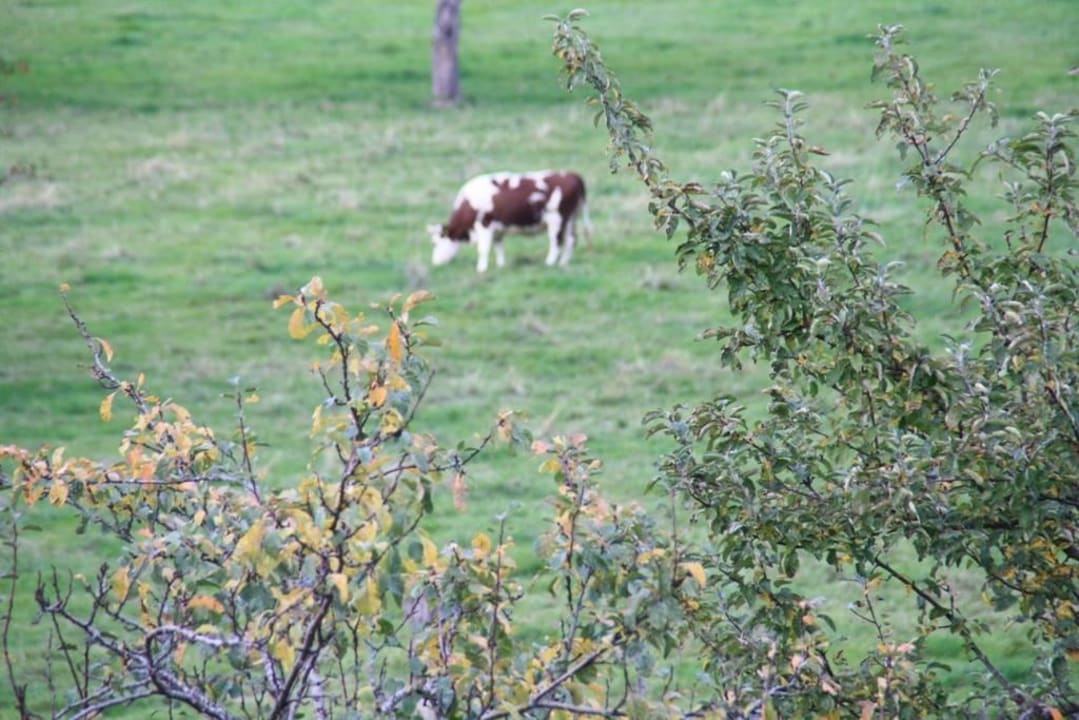 Solo Schiebenrothenhof