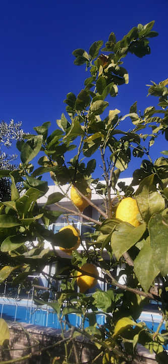 Gartenanlage Eftalia Ocean Resort & Spa