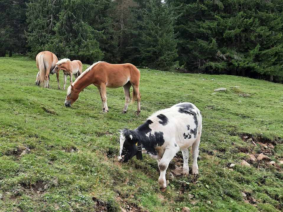 Ausblick Monte Pana Dolomites Hotel