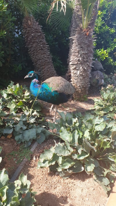 Gartenanlage Zafiro Bahia