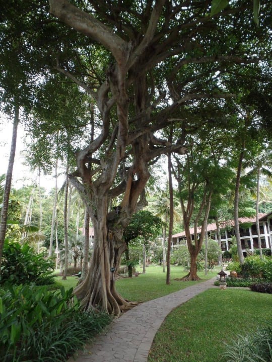 Alter Baumbestand Hotel Sheraton Senggigi Lombok Beach Resort