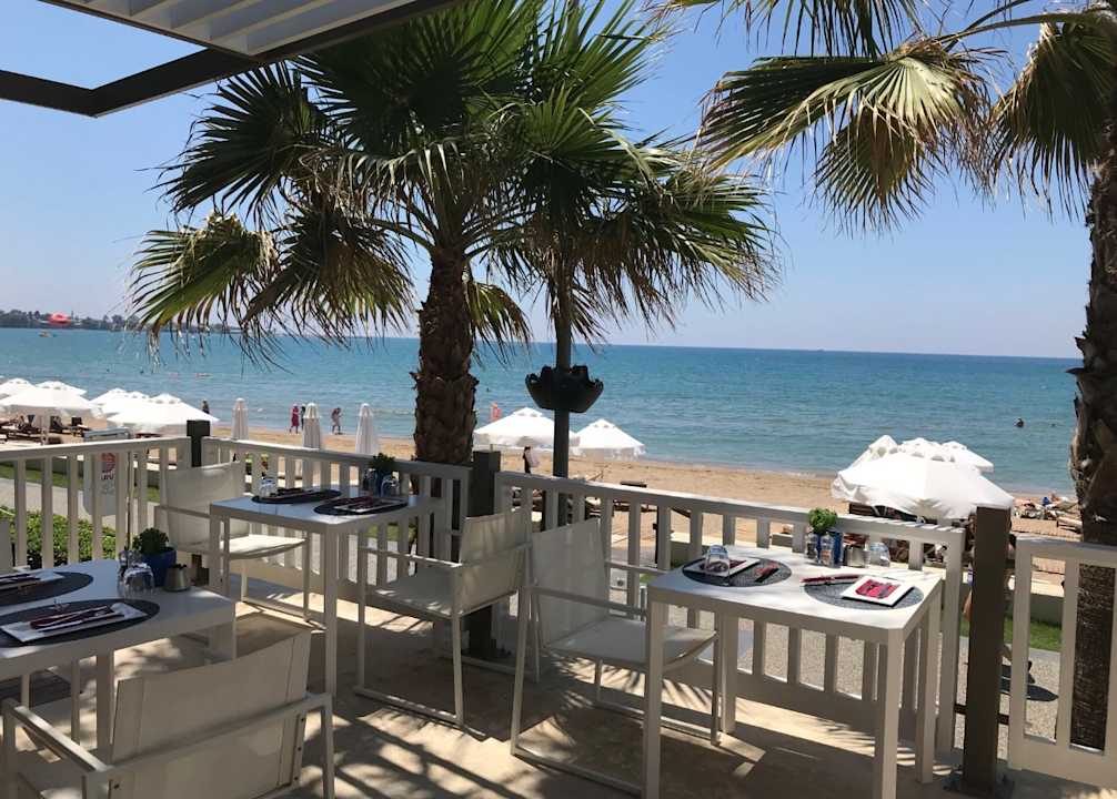 Roka am Mittag asiatisch Acanthus Cennet Barut Collection