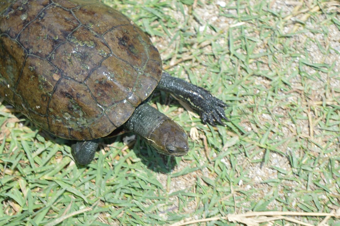 Żółwie Hotel Athos Palace