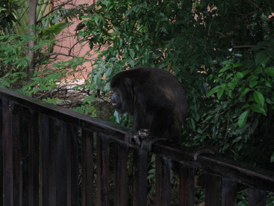 Brüllaffen im Nachbarhotel RIU Yucatan Hotel Riu Tequila