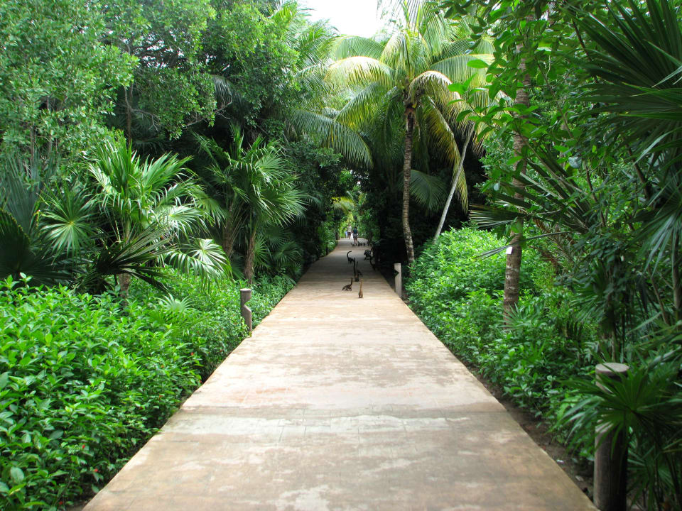 Hauptweg zum Strand Catalonia Playa Maroma