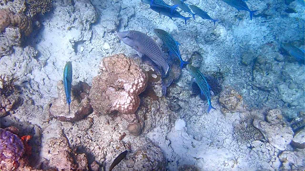 Sonstiges Vilamendhoo Island Resort & Spa