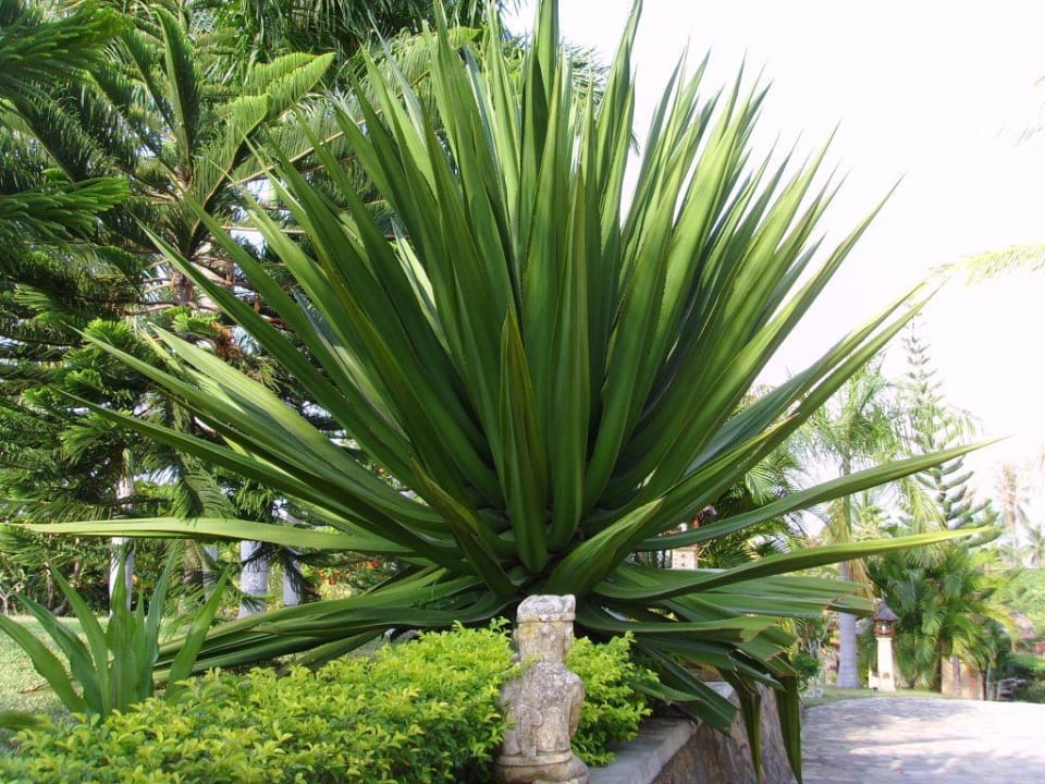 Garten Hotel Medana Resort