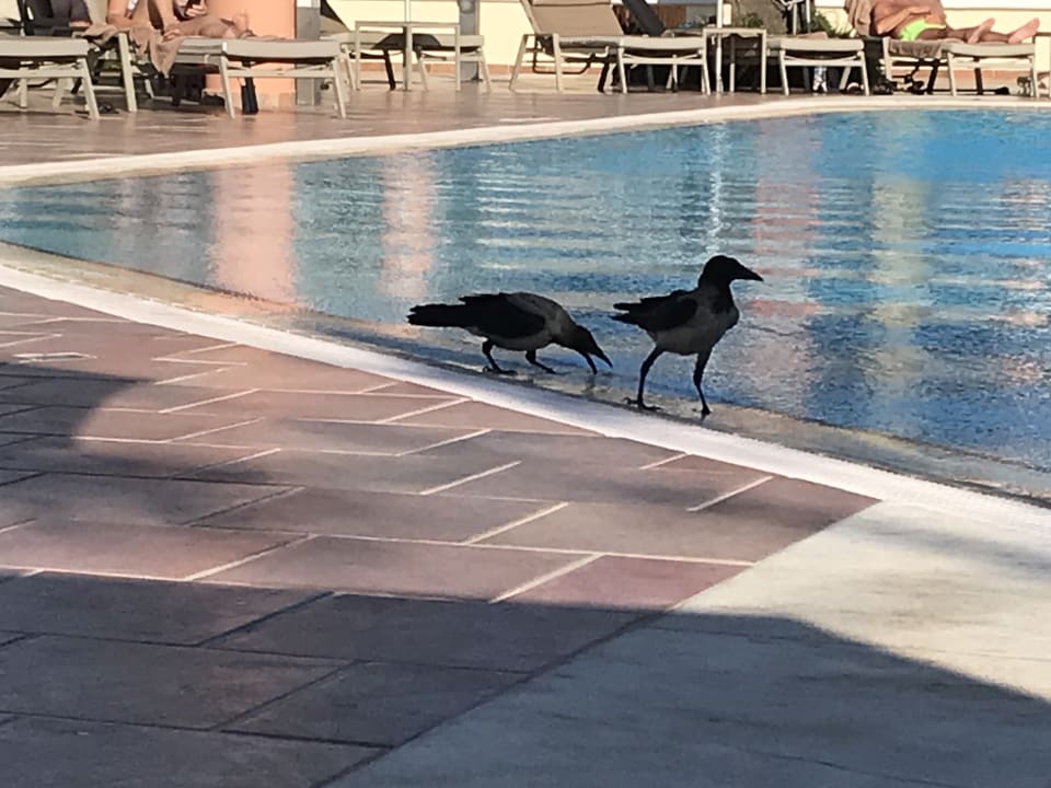 Pool Neptune Luxury Resort