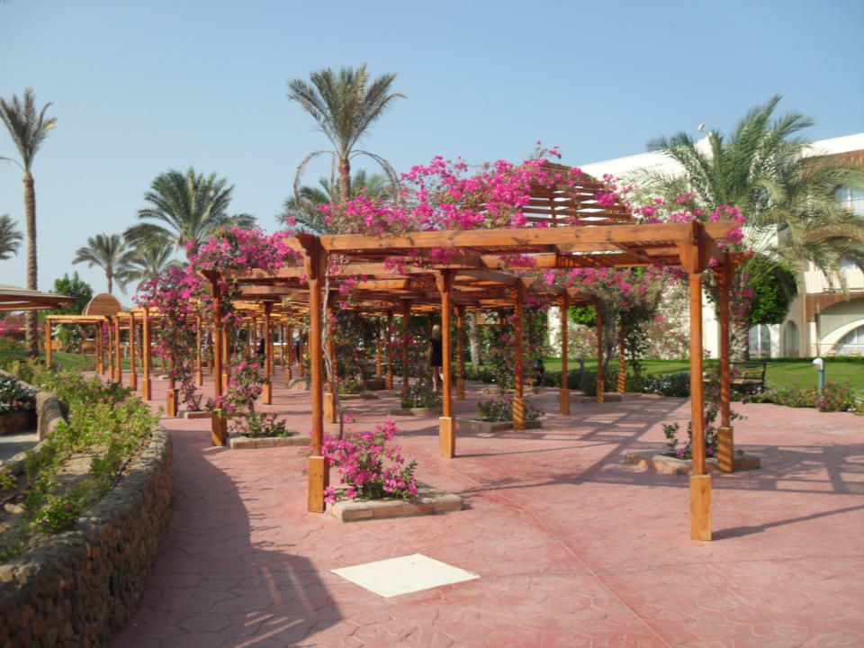 Gartenanlage Desert Rose