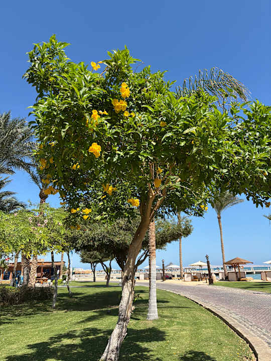 Gartenanlage Steigenberger ALDAU Beach Hotel
