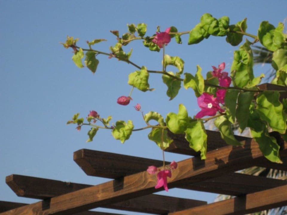 Blüten und blauer Himmel Anissa Beach & Village