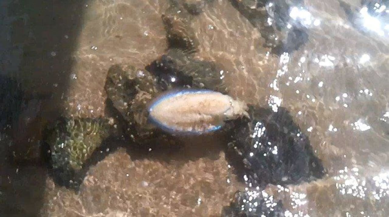 Kalamaris mit Led Three Corners Rihana Resort Deluxe