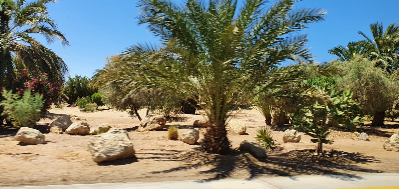 Gartenanlage Club Paradisio El Gouna, Red Sea
