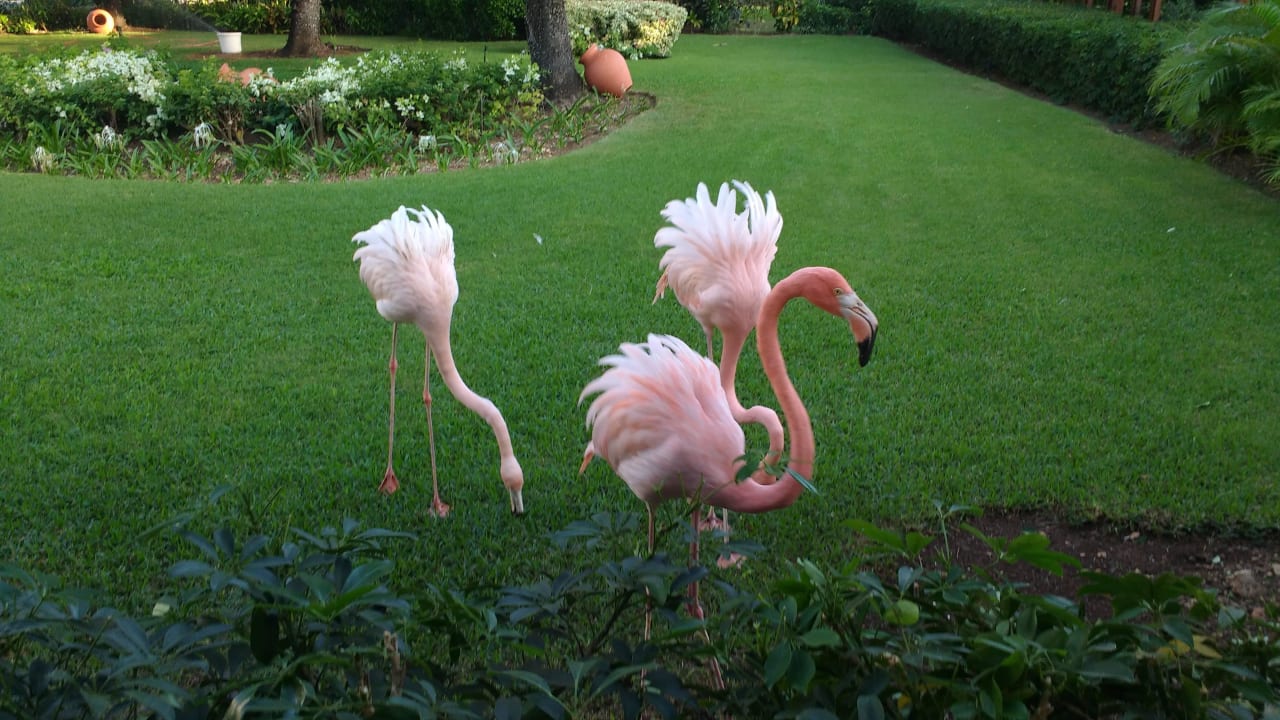 Flamingos Dreams La Romana Resort & Spa