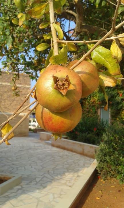 Granatäpfel Bella Beach Hotel