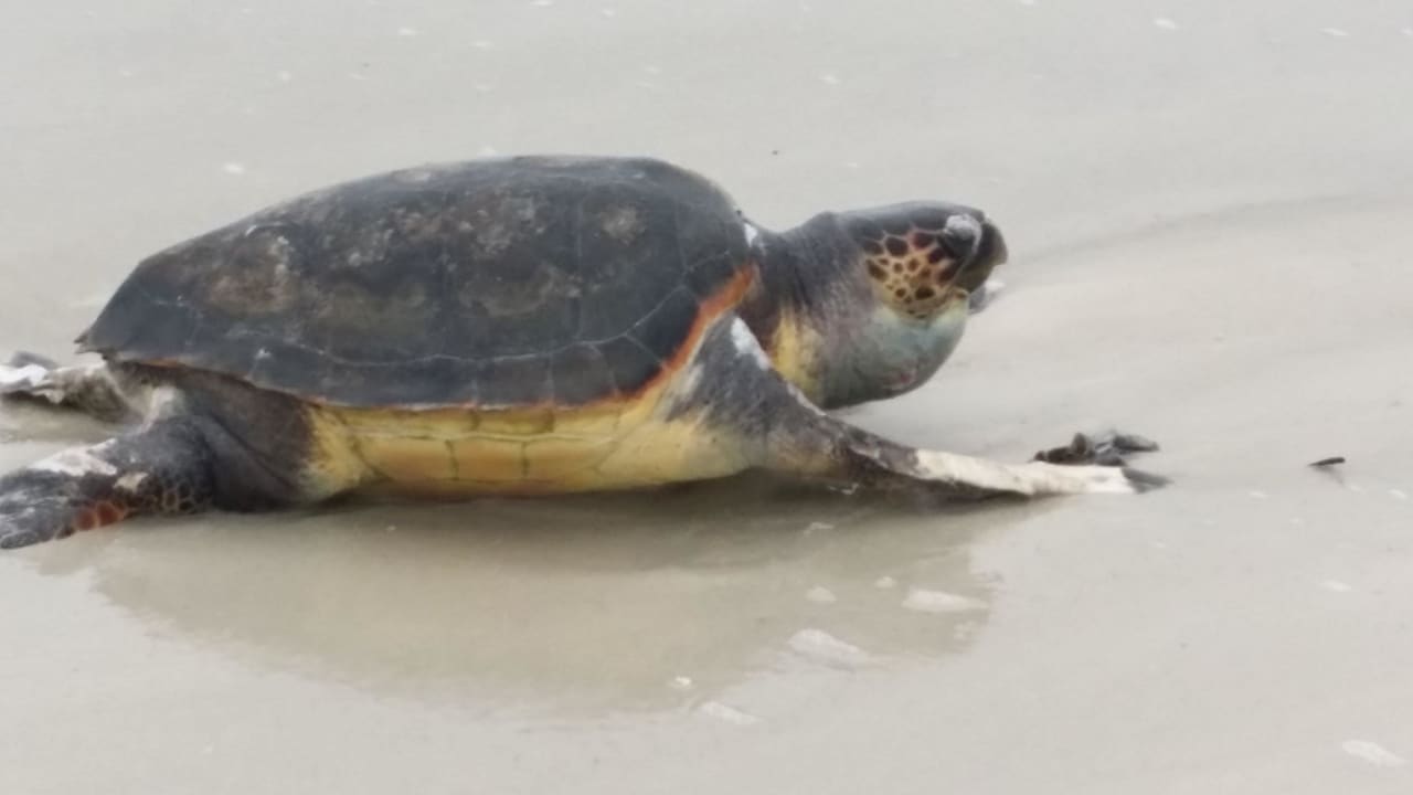 Besucher des Strandes  Hotel El Mouradi Djerba Menzel