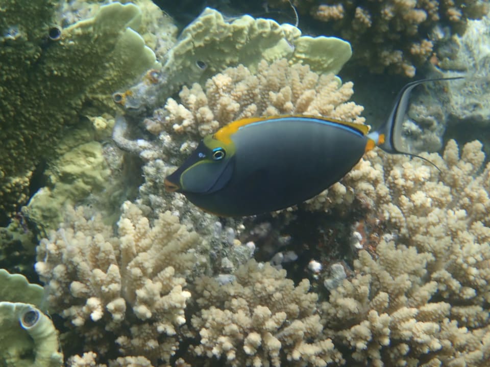 Strand Makadi Spa - Adults only