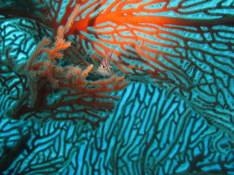 Trompetenfisch Summer Island Maldives