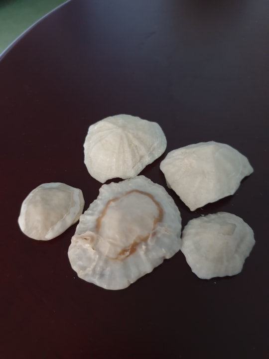 Sonstiges Hotel Riu Oliva Beach - Hotel