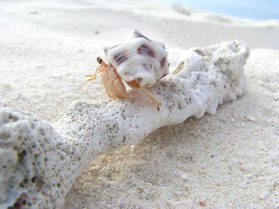 Nasz ulubieniec Adaaran Select Meedhupparu Island Resort - Premium All Inclusive