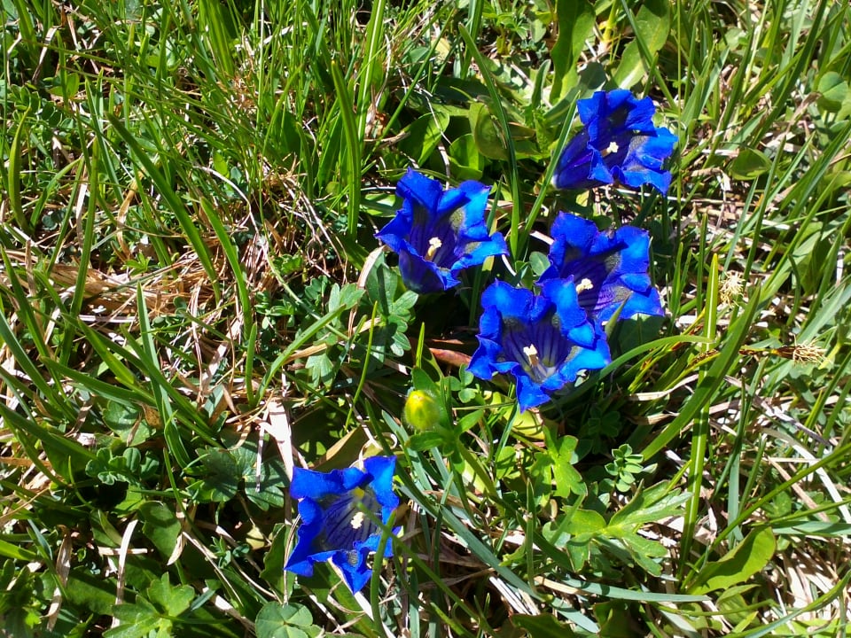Gartenanlage Hotel Garni Ciasa Urban