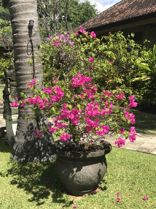 Gartenanlage Hotel Matahari Beach Resort & Spa