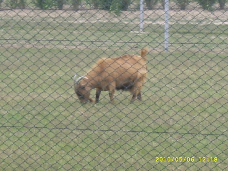 Tierpark Belek Beach Resort Hotel